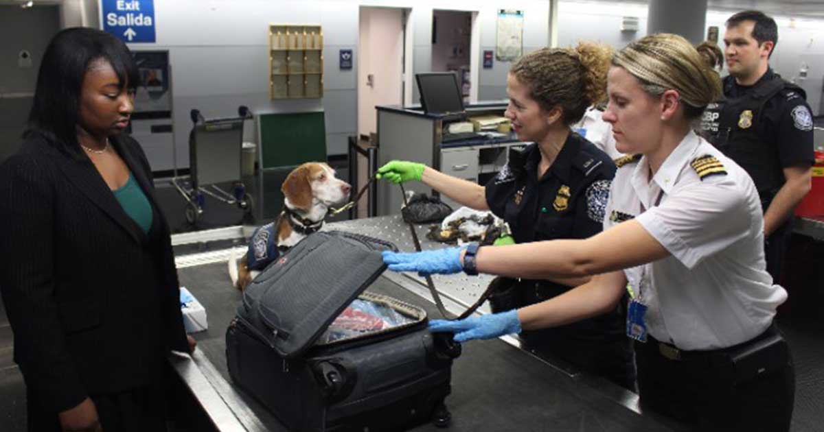 Fliegen-mit-Hund-und-Katze